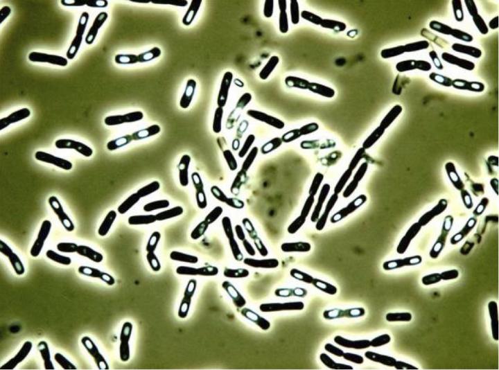 Bacillus Cereus